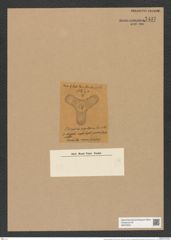Triceratium papillatum Grave et Sturt. (de-Toni-Nr.: Genus 140, Species 3959) Zeichnungen Sammlung Grunow Nr. 7437 (NHMW-BOT-W0376521)